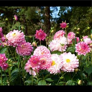 Meet your Posher, Charlotte